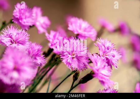 Nahaufnahme mehrerer Blüten in gemeinem Pink mit unscharfem Hintergrund Stockfoto