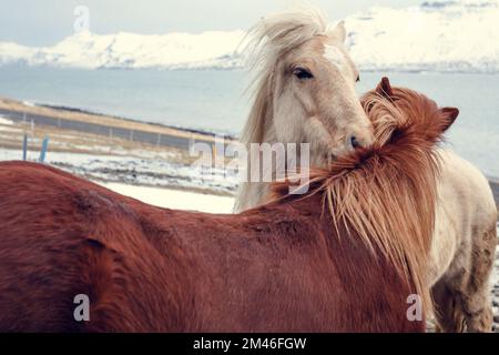 Nahaufnahme von Pferden, die sich auf verschneiten Weiden umarmen, Konzeptfoto Stockfoto