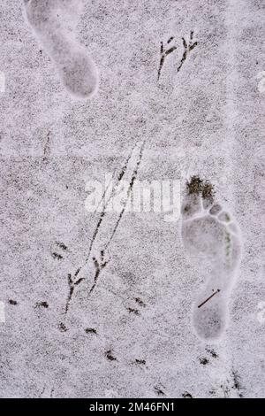 Vogelrennen und menschlicher Fuß im Schnee Stockfoto