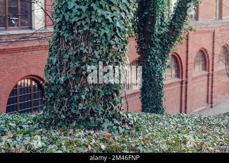 Bäume mit Efeu-Reben in der Nähe des alten Gebäudes, Stadtbild Stockfoto