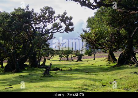 Fanal ist einer der begehrtesten geheimnisvollen Märchenwälder der Insel Madeira, Portugal, mit bis zu 1.500 Jahre alten Bäumen. Besonders an nebligen Tagen Stockfoto