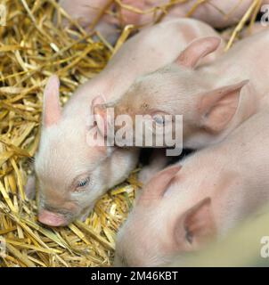 Große weiße Schweineferkel, unverwöhnt, auf Stroh, aber mit Zugang zu ihrer Muttersau, Hampshire Stockfoto