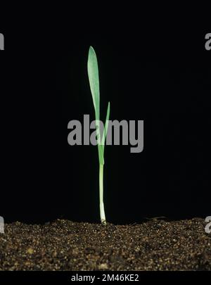 Gerste Hordeum vulgare) vor schwarzem Hintergrund im Wachstumsstadium Zadoks11, Feekes 1 Stockfoto