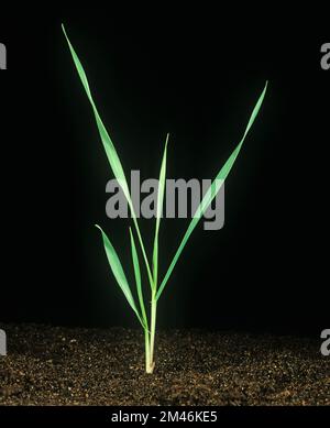 Gerste Hordeum vulgare), Pflanzgut vor schwarzem Hintergrund in Wachstumsphase Zadoks21, Feekes 2 Stockfoto