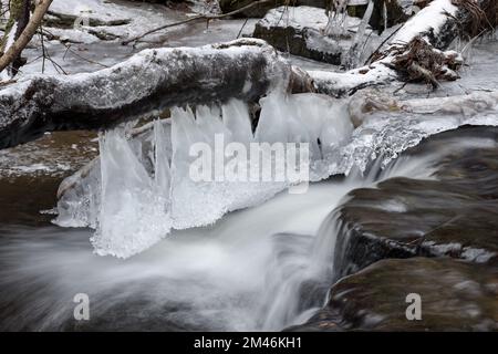 Iicles, Hanging from the Branch of a Tree Near a Small Waterfall auf Bow Lee Beck, North Pennines, Teesdale, County Durham, Großbritannien Stockfoto