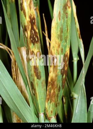Verbrühung oder Blattfleck ( Rhynchosporium secalis ) nekrotische Läsionen, einige mit grauen Mittelpunkten an Blättern einer gereiften Gerstenpflanze (Hordeum vulgare) Stockfoto
