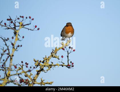 Robin (Erithacus rubecula) sitzt auf Flechten Covered Hawthorne Branch, Dumfries, SW Schottland Stockfoto