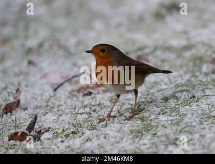 Robin (Erithacus rubecula) sitzt auf frostbedecktem Boden, Dumfries, Südwestschottland Stockfoto