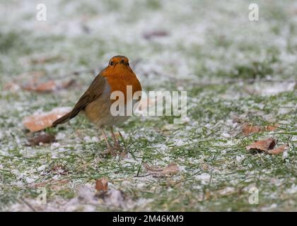 Robin (Erithacus rubecula) sitzt auf frostbedecktem Boden, Dumfries, Südwestschottland Stockfoto