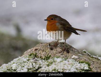 Robin (Erithacus rubecula) sitzt auf frostbedecktem Boden, Dumfries, Südwestschottland Stockfoto