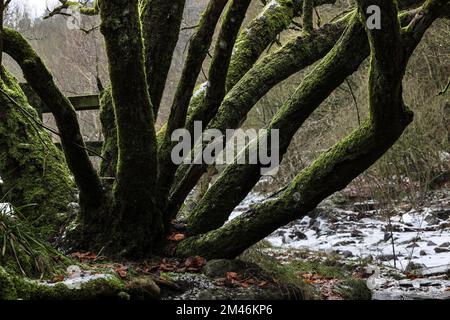 Moss Covered Tree Trunks in Winter, North Pennines, Teesdale, County Durham, Großbritannien Stockfoto