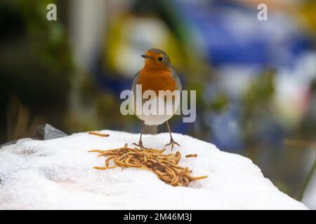 Robin Erithacus rubecula Vogel steht auf Schnee und Eis vor Mehlwurm, britischer Garten, kent, großbritannien Stockfoto