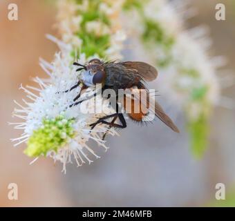 Peleteria rubescens, Parasitenfliegen Stockfoto