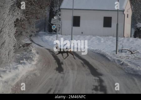 Doe überquert die Straße in Dobra Voda in der Nähe von Ceske Budejovice, Tschechische Republik, 18. Dezember 2022. (CTK Photo/Honza Jan) Stockfoto