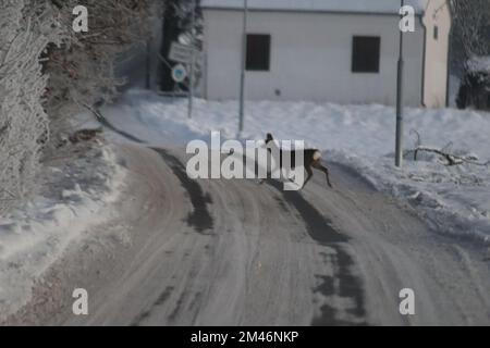 Doe überquert die Straße in Dobra Voda in der Nähe von Ceske Budejovice, Tschechische Republik, 18. Dezember 2022. (CTK Photo/Honza Jan) Stockfoto