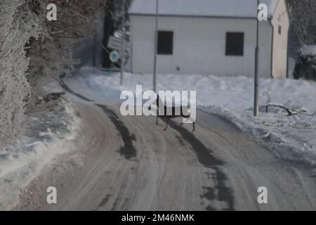 Doe überquert die Straße in Dobra Voda in der Nähe von Ceske Budejovice, Tschechische Republik, 18. Dezember 2022. (CTK Photo/Honza Jan) Stockfoto