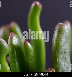Crassula cv. Gollum, allgemein bekannt als Jadepflanze, Glückspflanze, Geldpflanze oder Geldbaum Stockfoto