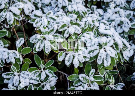 Frost- und Eiskristalle auf Brachyglottis (Dunedin Group) „Sunshine“ eine silberne Pflanze in einem Garten bei kaltem Wetter niedrige Wintertemperaturen in Surrey Stockfoto