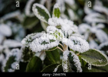 Frost- und Eiskristalle auf Brachyglottis (Dunedin Group) „Sunshine“ eine silberne Pflanze in einem Garten bei kaltem Wetter niedrige Wintertemperaturen in Surrey Stockfoto