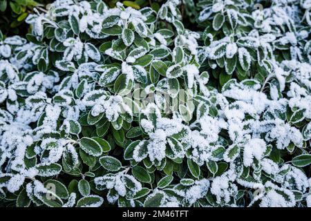 Frost- und Eiskristalle auf Brachyglottis (Dunedin Group) „Sunshine“ eine silberne Pflanze in einem Garten bei kaltem Wetter niedrige Wintertemperaturen in Surrey Stockfoto