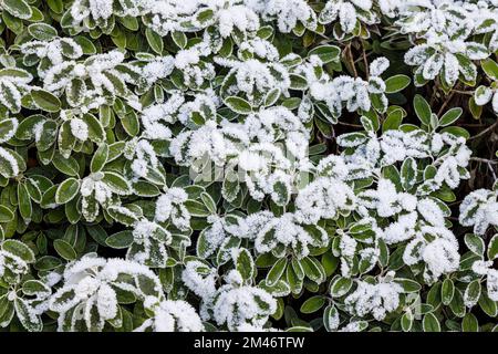 Frost- und Eiskristalle auf Brachyglottis (Dunedin Group) „Sunshine“ eine silberne Pflanze in einem Garten bei kaltem Wetter niedrige Wintertemperaturen in Surrey Stockfoto