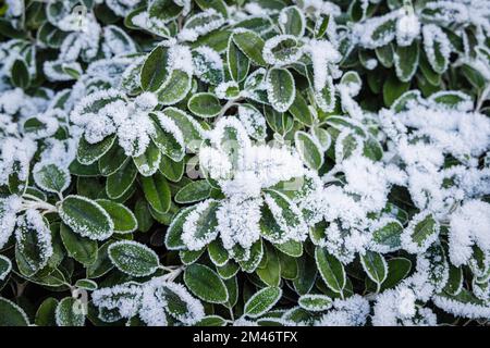 Frost- und Eiskristalle auf Brachyglottis (Dunedin Group) „Sunshine“ eine silberne Pflanze in einem Garten bei kaltem Wetter niedrige Wintertemperaturen in Surrey Stockfoto