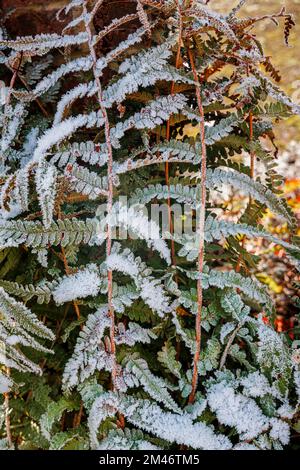 Frost- und Eiskristalle an Farnfronten in einem Garten bei sehr kaltem Wetter und niedrigen Wintertemperaturen in Surrey, Südostengland, Großbritannien Stockfoto