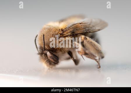 Eine Makroaufnahme einer toten östlichen Cucurbitbiene, Peponapis pruinosa auf weißem Hintergrund. Stockfoto