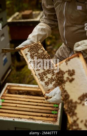 Bienenzüchter während der Arbeit Stockfoto