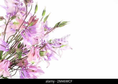 Zarter Blumenhintergrund für Text oder Produkt, Draufsicht. Strauß rosafarbener Wildblumen Aquilegia auf weißem Hintergrund mit harten Schatten. Die Grenze. Stockfoto