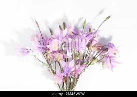 Zarter Blumenhintergrund für Text oder Produkt, Draufsicht. Strauß rosafarbener Wildblumen Aquilegia auf weißem Hintergrund mit harten Schatten. Die Grenze. Stockfoto