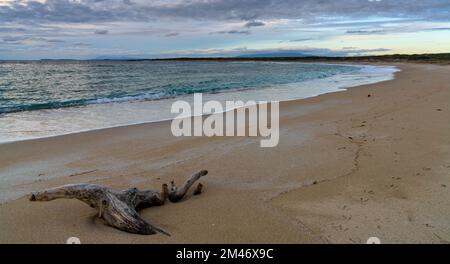 Eine weiße sandige Bucht mit türkisfarbenem Wasser und Treibholz an der Westküste Sardiniens im Abendlicht Stockfoto