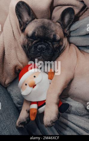 Französisches Bulldogge-Hündchen schläft auf dem Sofa mit Weihnachtsmann-Plüschtier. Stockfoto