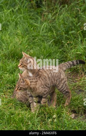 WILDCAT Kittern (SCHOTTISCH) Stockfoto