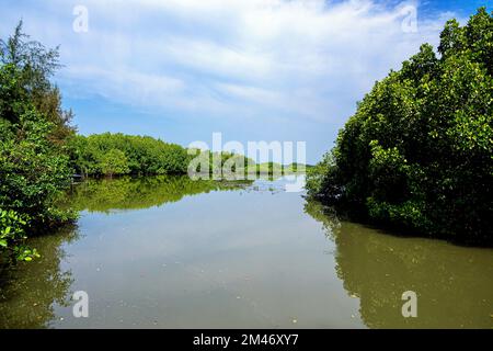 Sharavathi Kandla Mangrove, Kasarkod, Honnavar, Karnataka, Indien Stockfoto