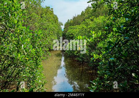 Sharavathi Kandla Mangrove, Kasarkod, Honnavar, Karnataka, Indien Stockfoto