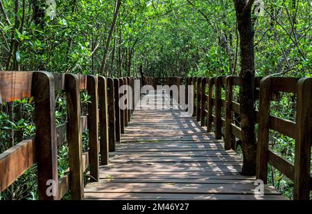 Sharavathi Kandla Mangrove Boardwalk, Kasarkod, Honnavar, Karnataka, Indien Stockfoto