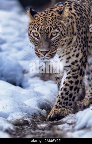 Persischer Leopard (Panthera pardus saxicolor) im Winter. Stockfoto