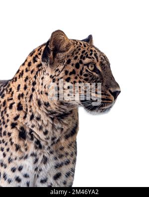 Persischer Leopard (Panthera pardus saxicolor) isoliert auf weißem Hintergrund Stockfoto