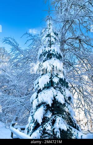 Tannenbaum bedeckt mit einem frischen Sturz schweren Schnees Stockfoto