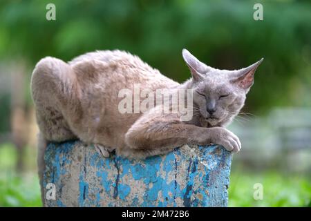 Große grau wütend aussehende Sphinx Rasse streunende Katze ruht auf dem Steet im Sommer im Freien Stockfoto