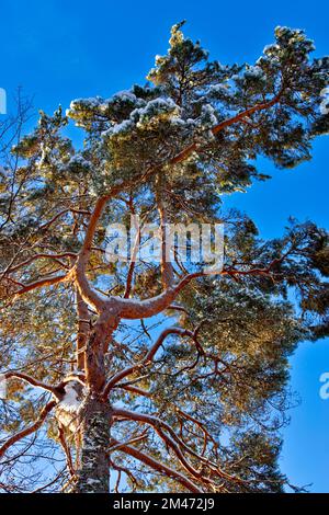 Schottischer Kiefernbaum im Winter mit Schnee auf den Zweigen und blauem Himmel Stockfoto