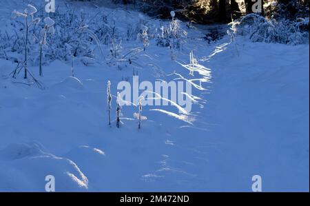 Wintersonne auf einem schneebedeckten Fußweg Stockfoto