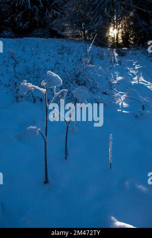 Winterliches Sonnenlicht auf einem Fußweg und Schneekristalle auf den Pflanzen Stockfoto
