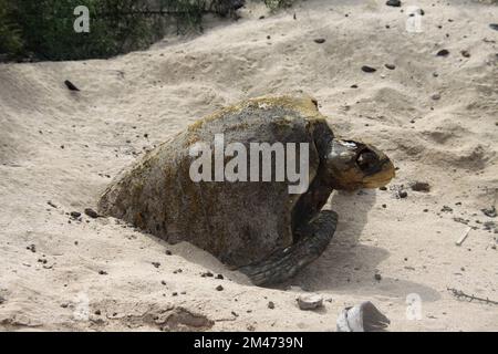 Der Kadaver einer Galapagos-Schildkröte. Die Galapagos-Schildkröte (Chelonoidis nigra) ist die größte lebende Schildkrötenart und die 10. schwersten Reptilien Stockfoto