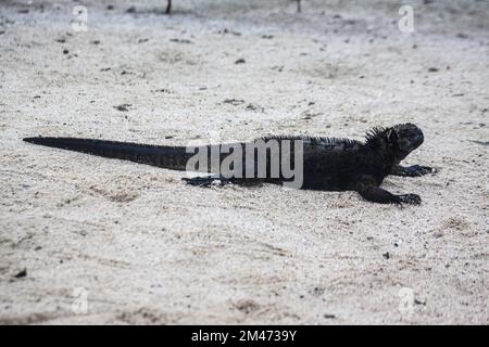 Meerechsen (Amblyrhynchus cristatus) auf vulkanischem Felsen an der Küste. Galapagos, Ecuador Stockfoto