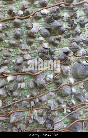 Nahaufnahme von Reben, die um einen ceiba-Baum auf seinem dornigen Stamm gewickelt sind. Stockfoto