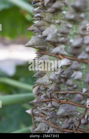 Nahaufnahme von Reben, die um einen ceiba-Baum auf seinem dornigen Stamm gewickelt sind. Stockfoto
