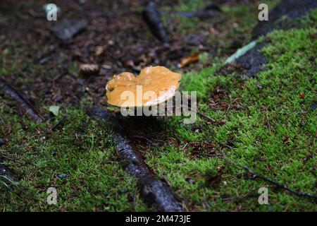 Pilze im Busch, Digby Neck, Kanada Stockfoto