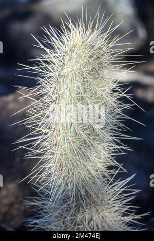 Lava Kakteen (Brachycereus nesioticus). Dieser Kaktus ist endemisch auf der Galapagos Insel Bartolome, wo sie wächst auf Lavafelder. Sie hat weiche Stacheln ein Stockfoto